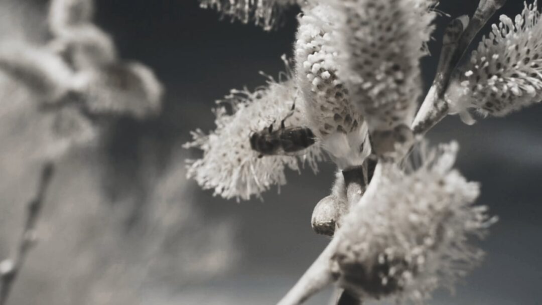 Bee in 720nm infrared