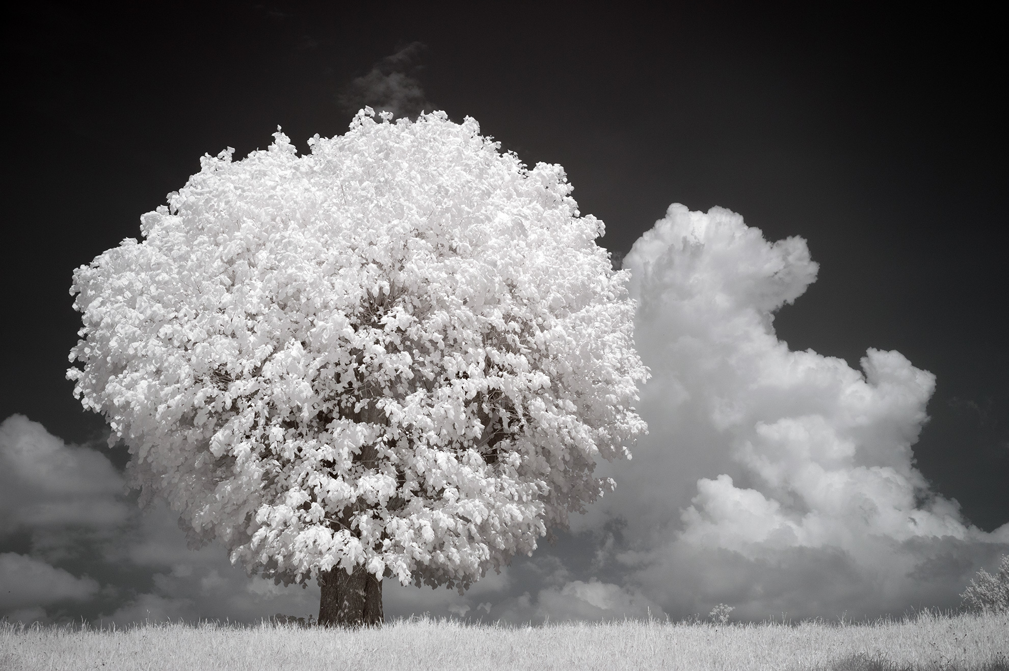 Baum IR