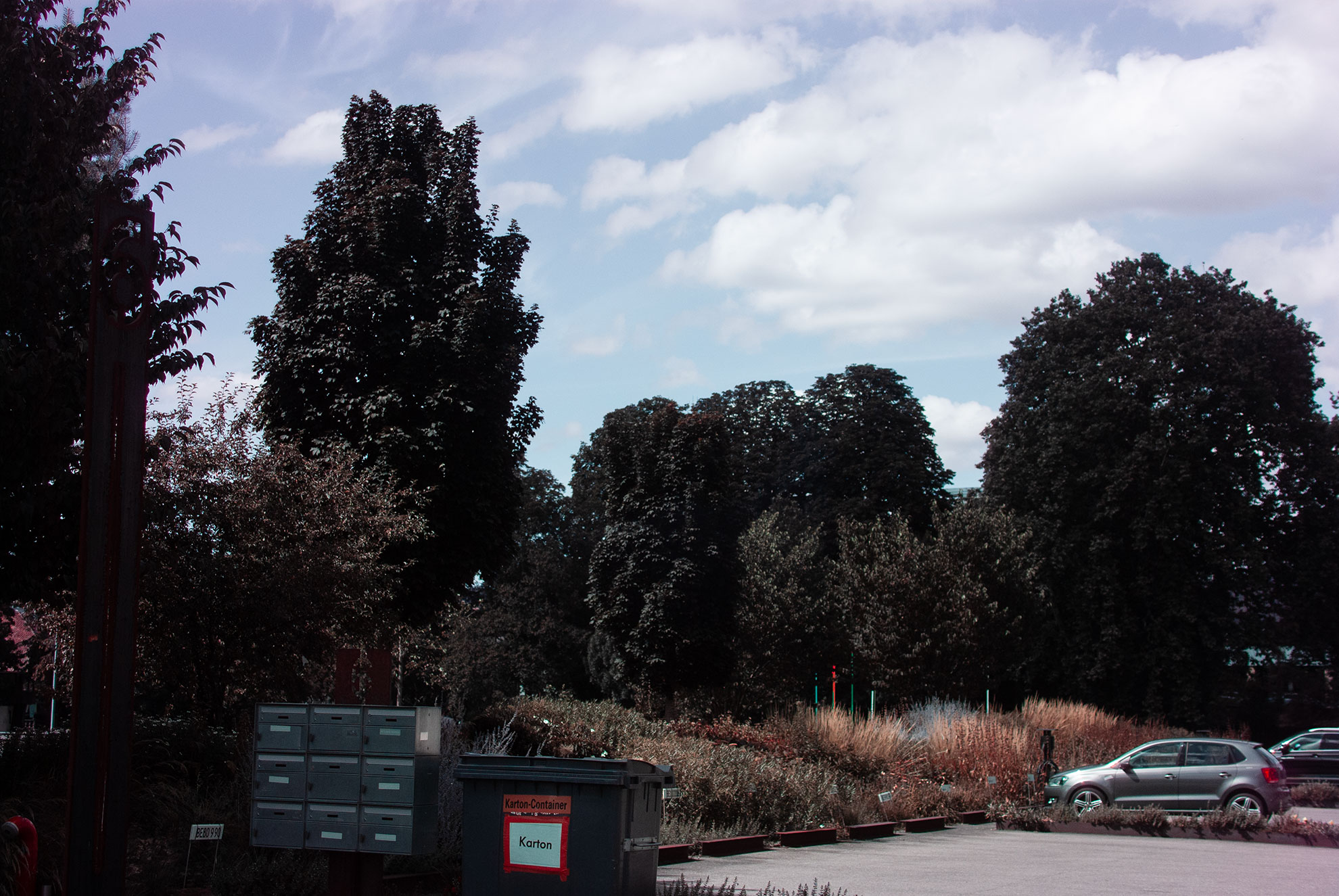 Black Trees
