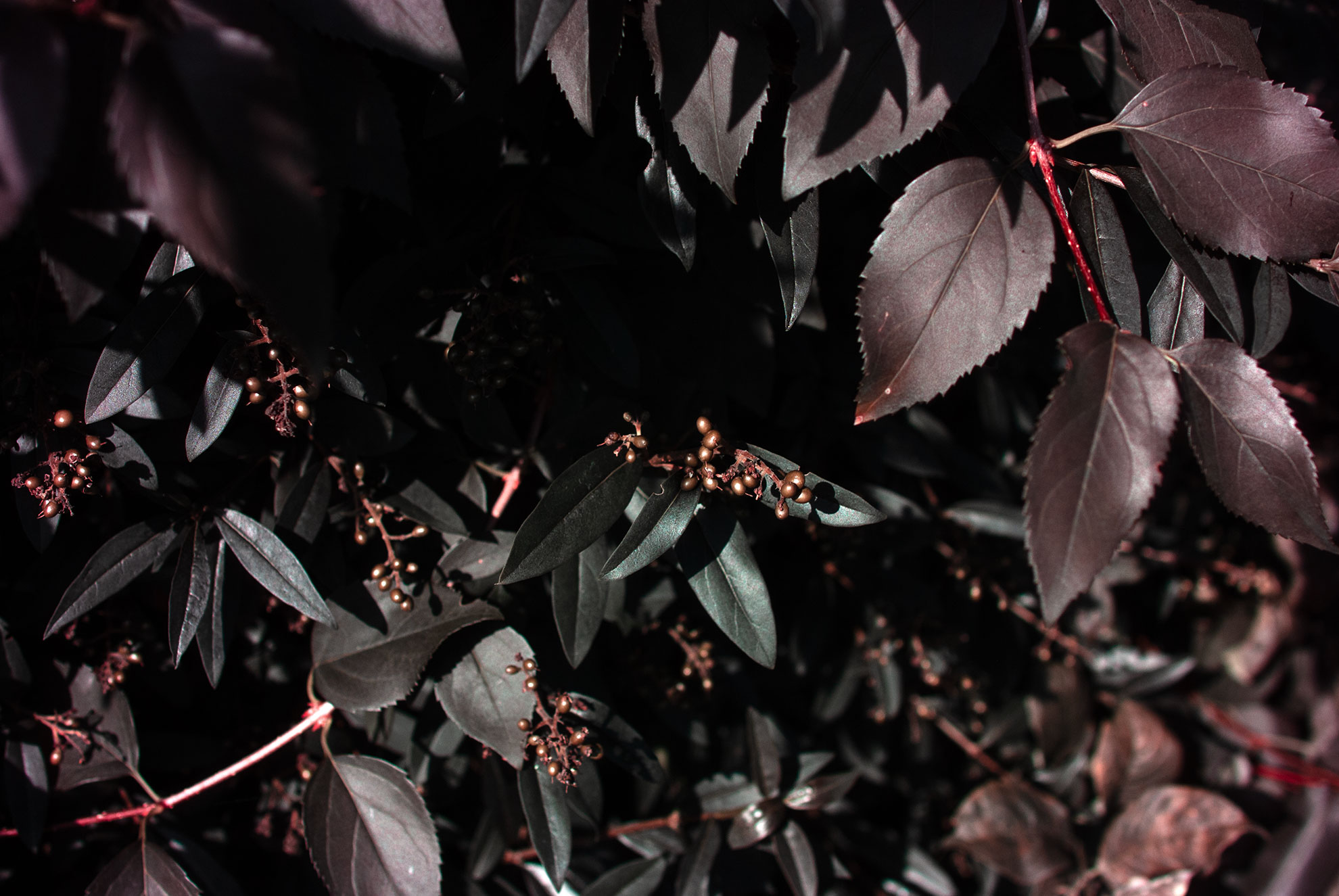 Black Trees