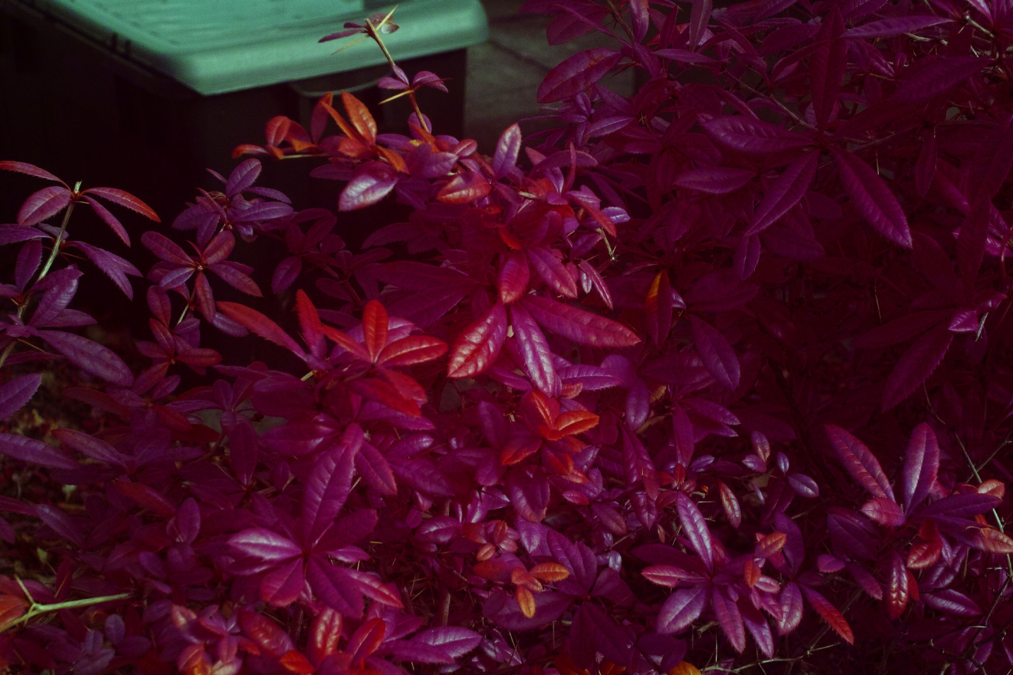SD1 Aerochrome CWB