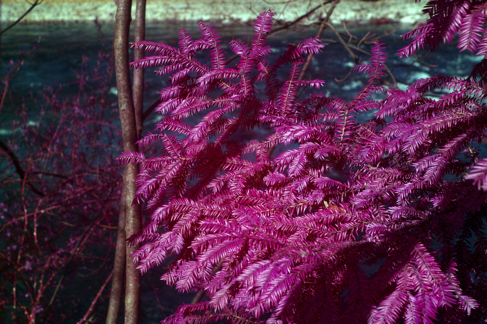 SD1 False Color IR