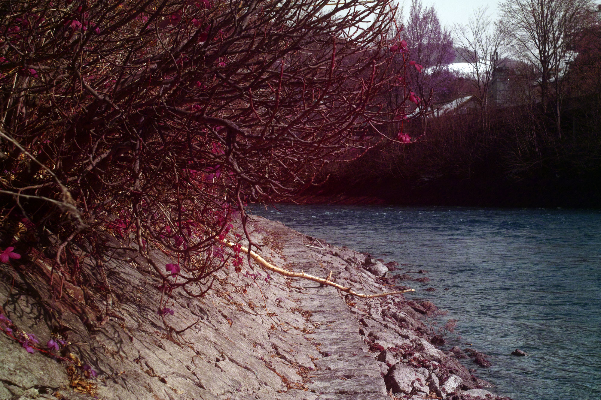 SD1 False Color IR