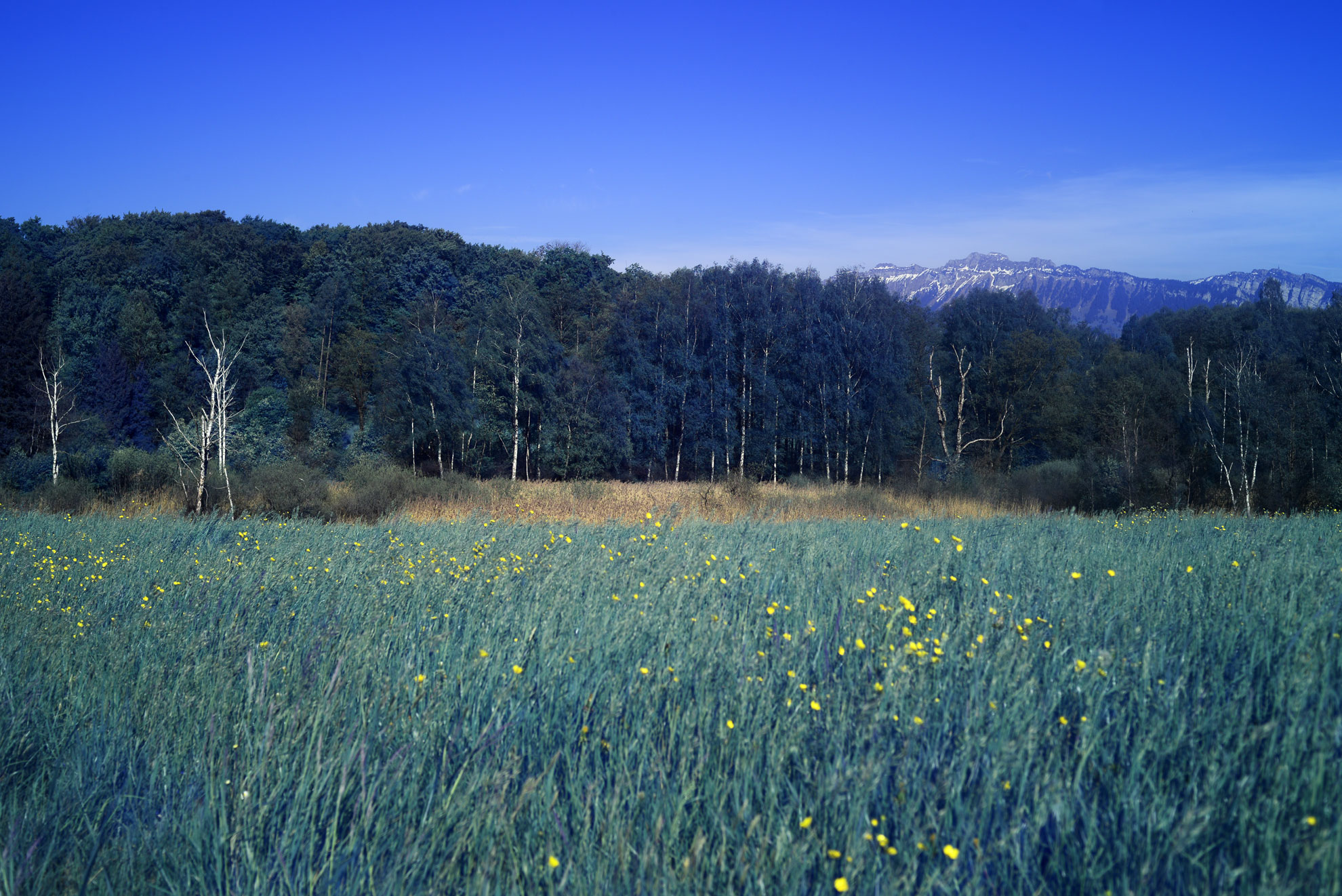 Moonlight Green Infrared
