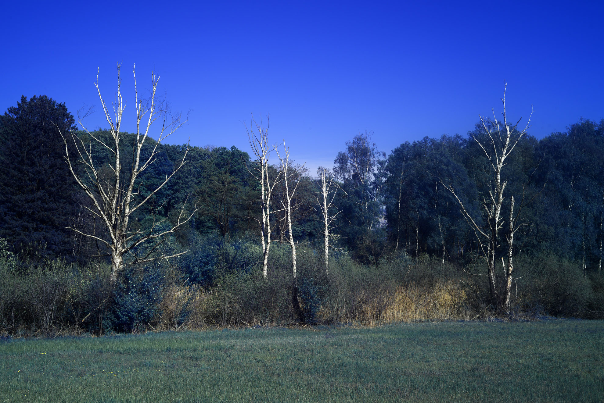 Moonlight Green Infrared