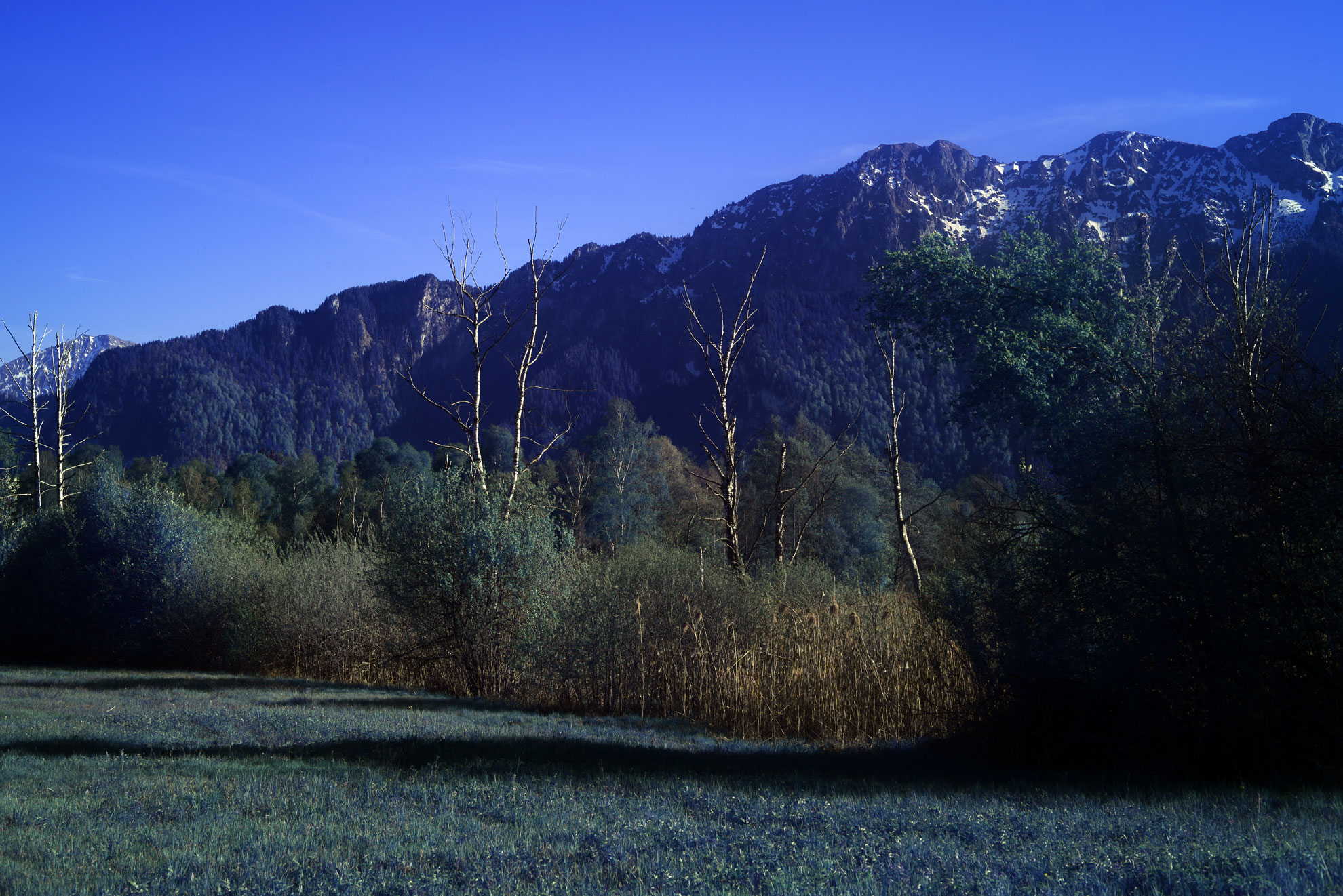 Moonlight Green Infrared