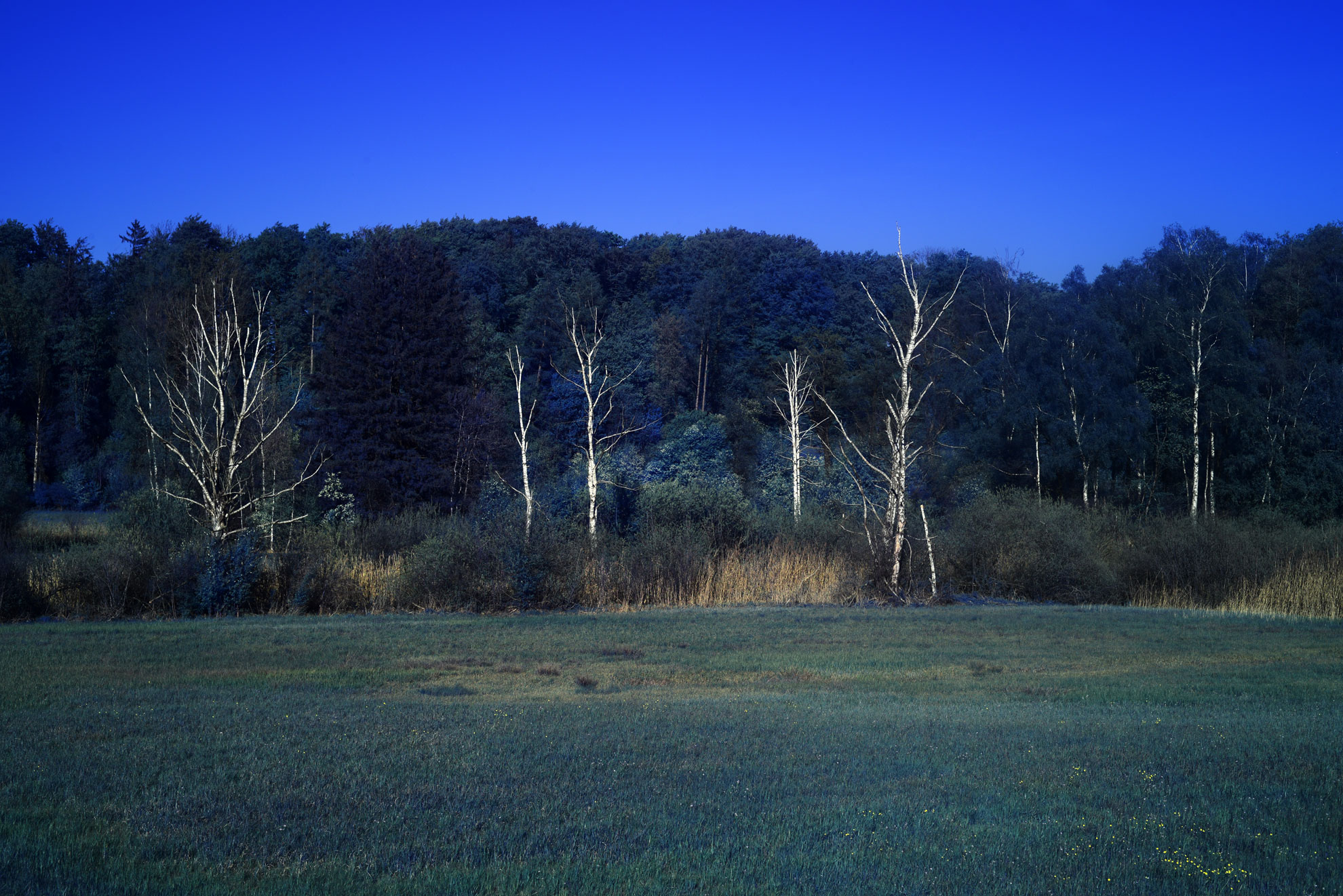 Moonlight Green Infrared