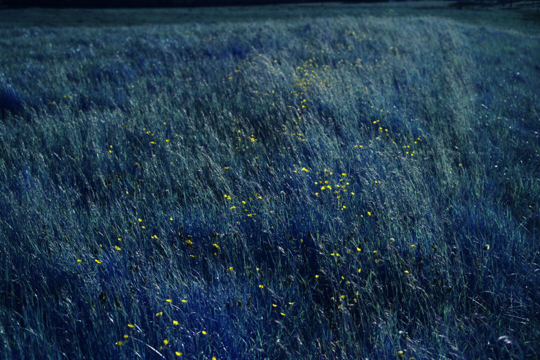 Moonlight Green Infrared