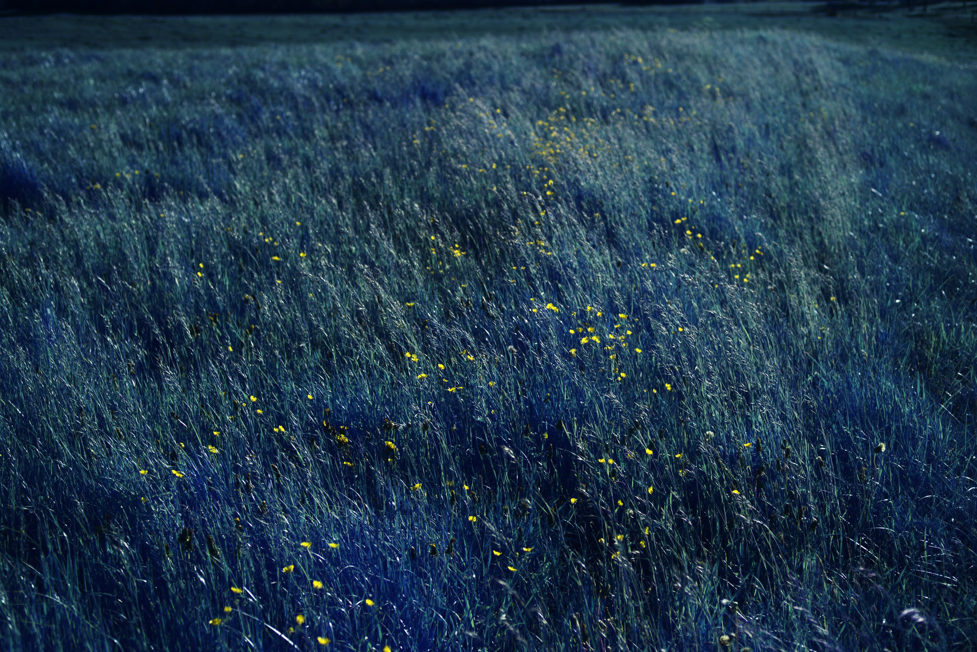 Moonlight Green Infrared