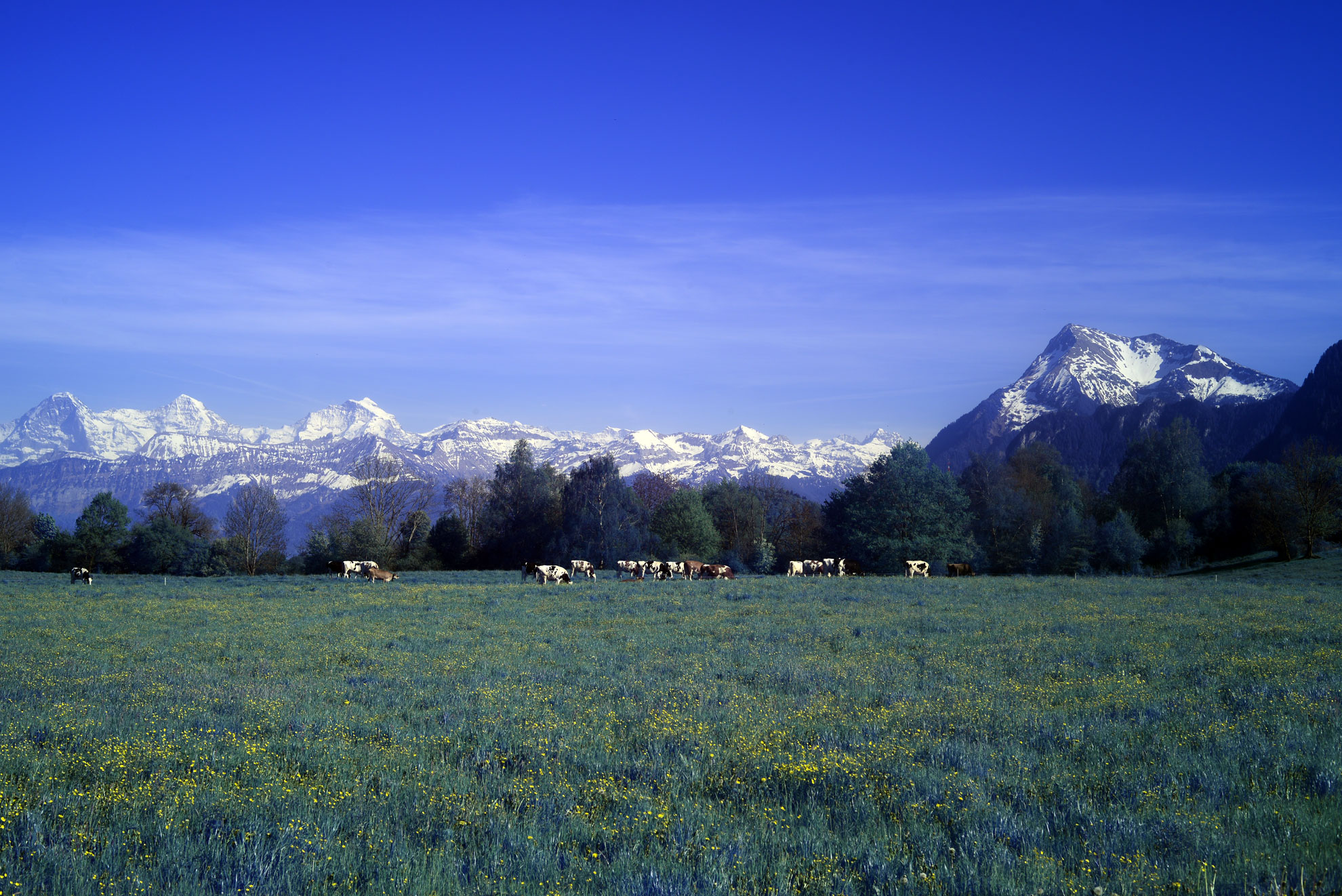 Moonlight Green Infrared