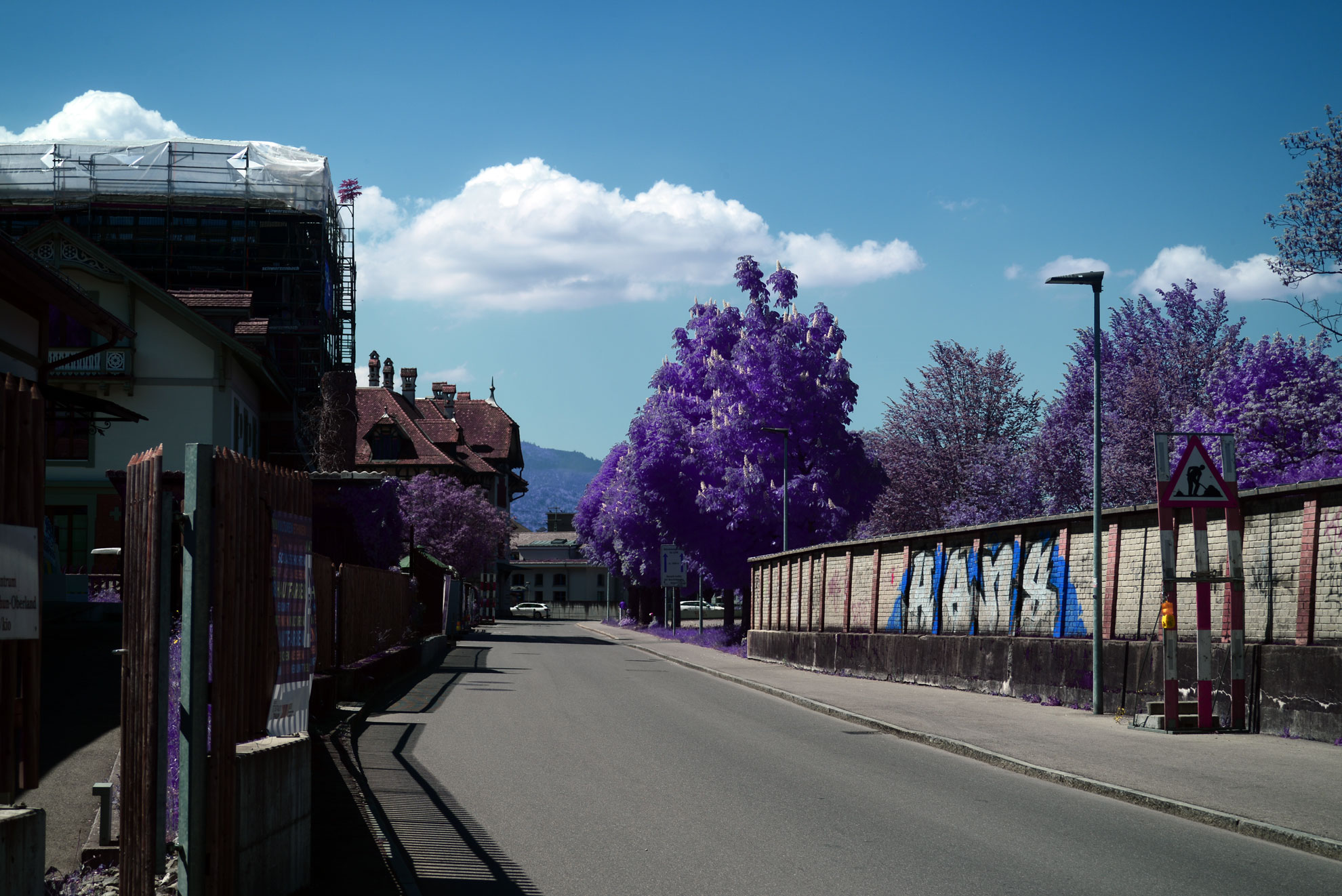 Purple Trees Infrared