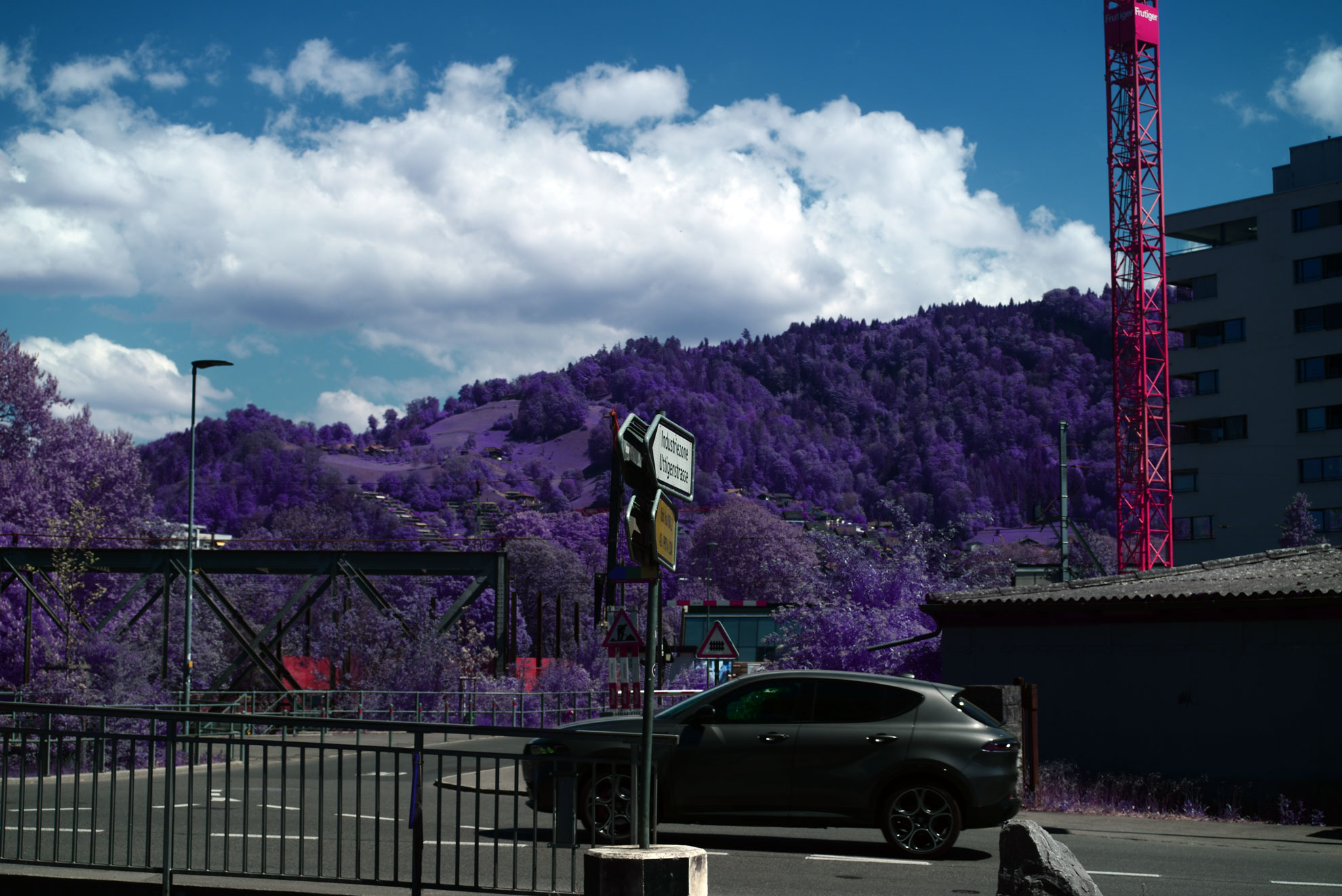 Purple Trees Infrared