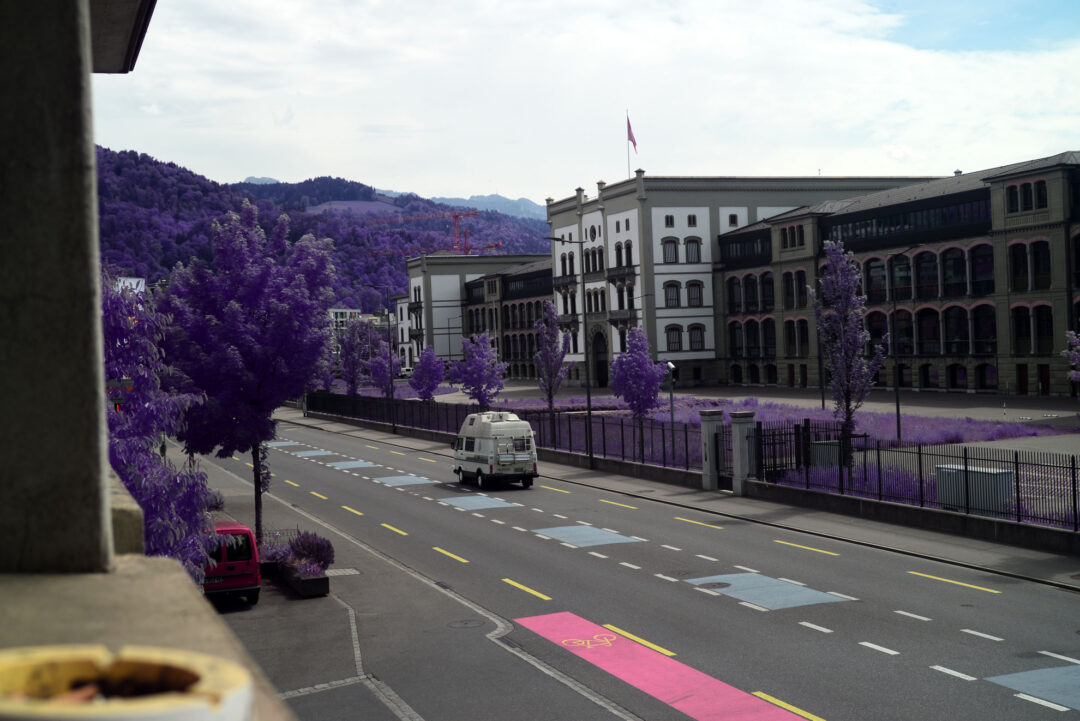 Purple Trees Infrared
