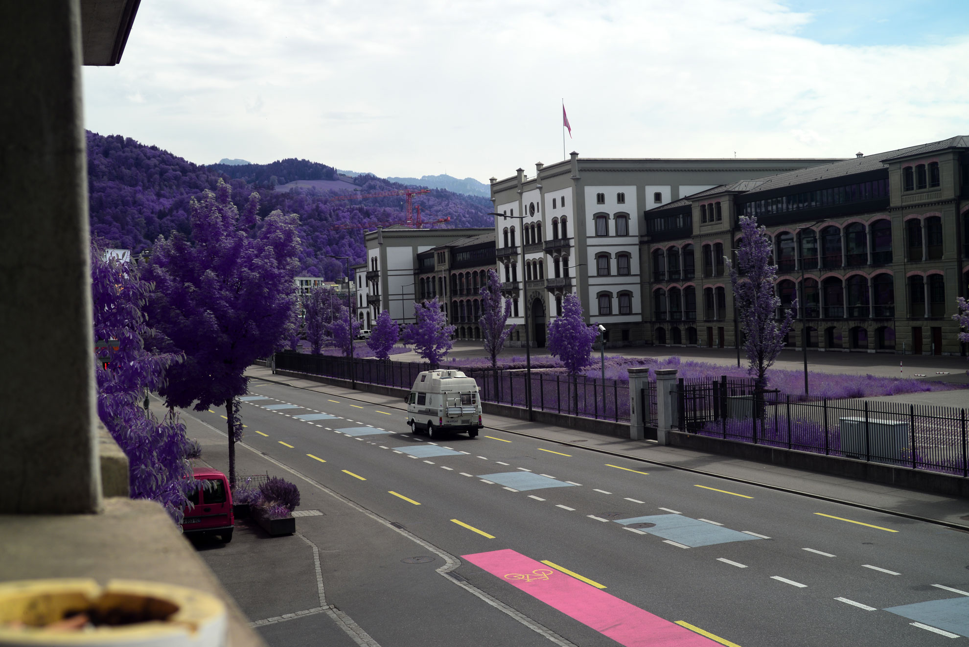 Purple Trees Infrared