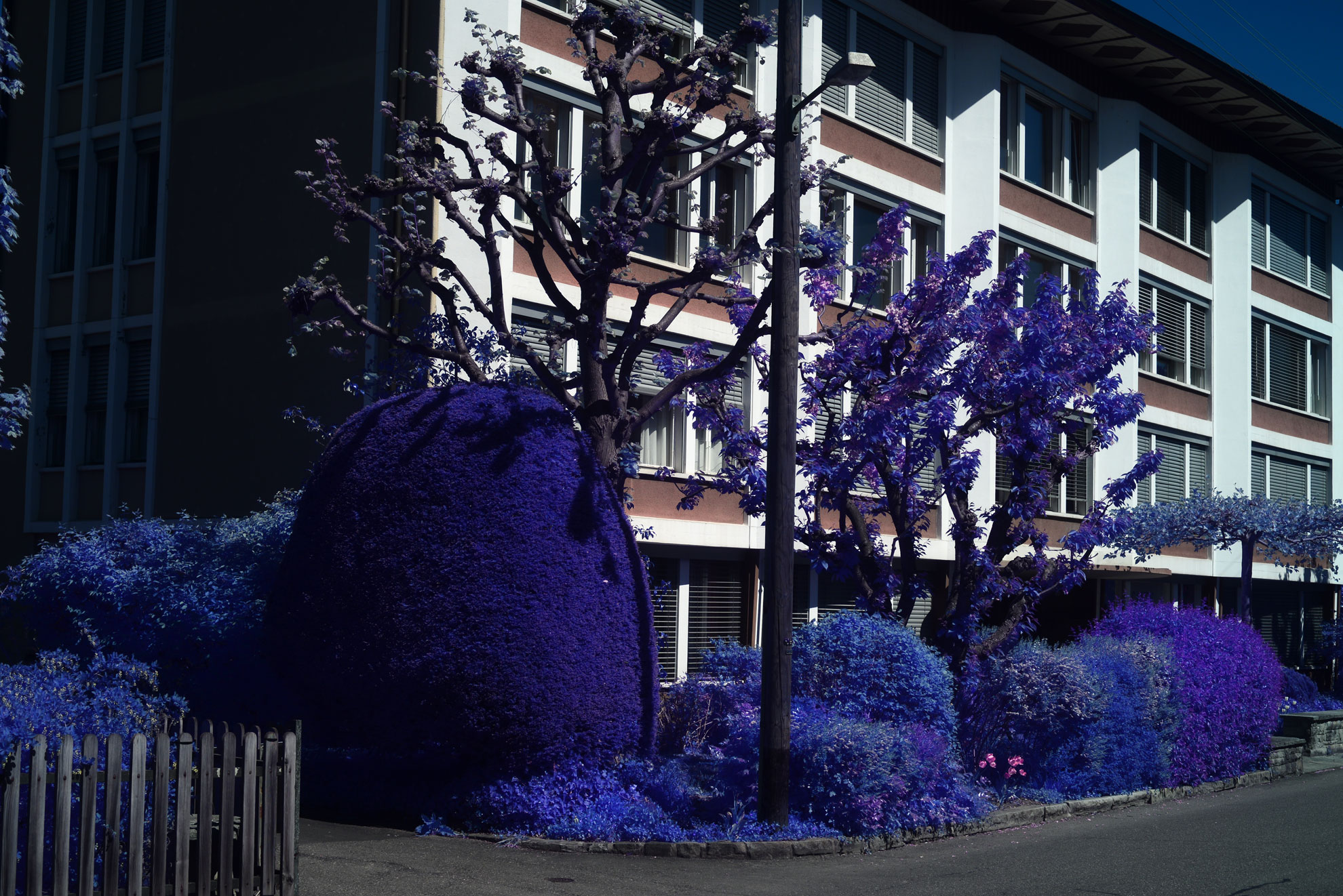 Blue Trees Rich False Color IR