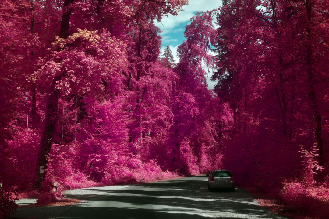 Pink woods