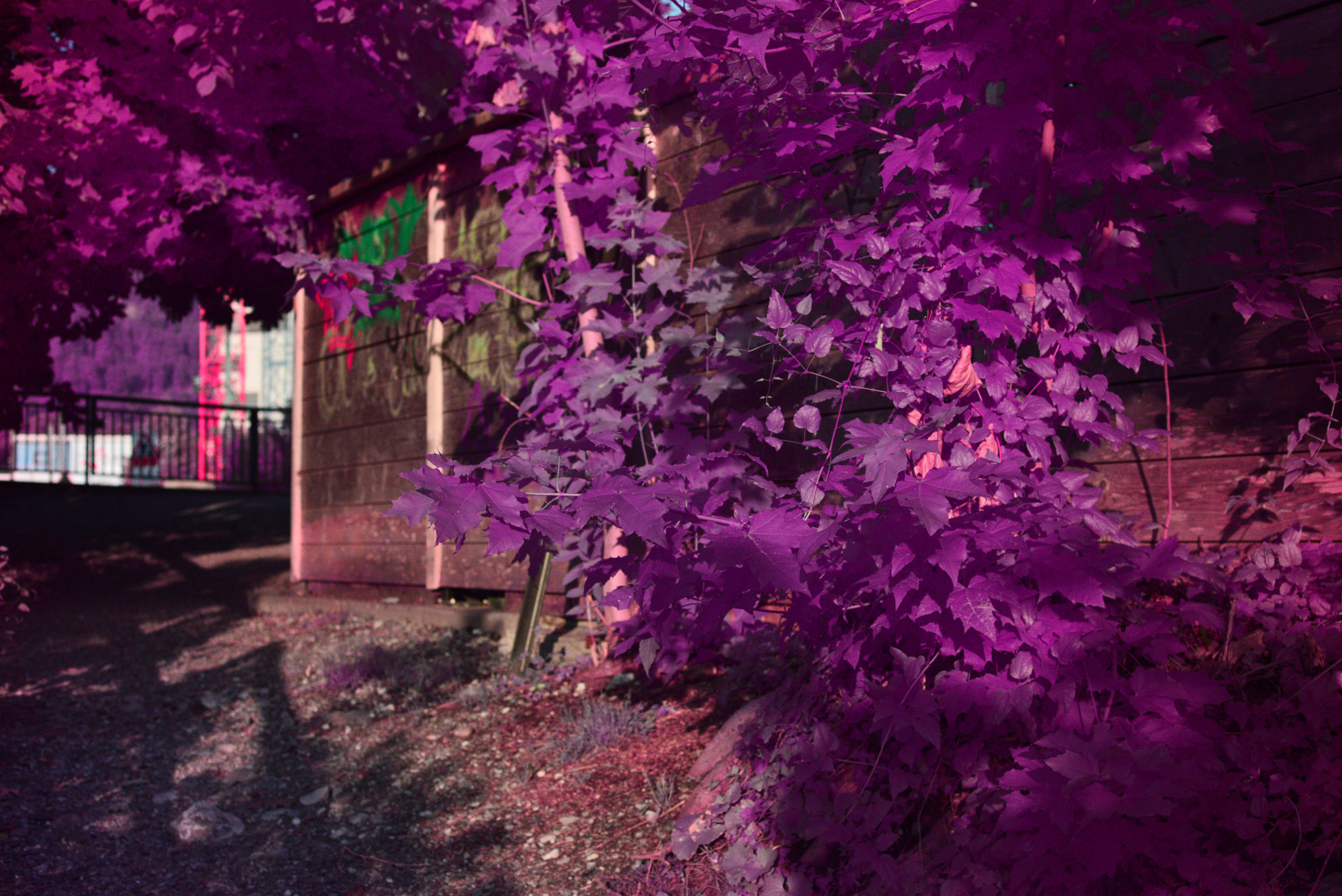 Purple Quad-band