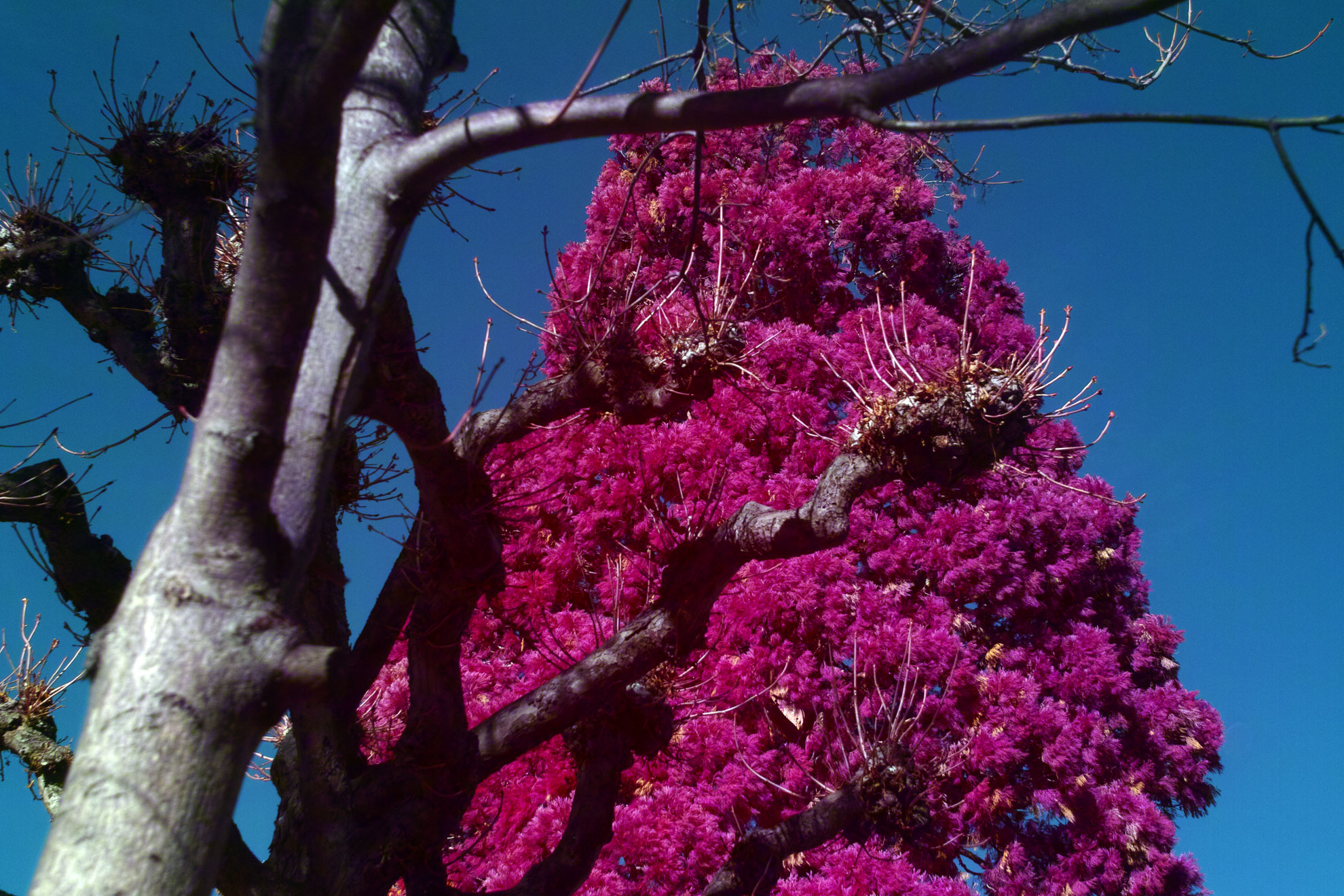 SD1 Aerochrome for Sale