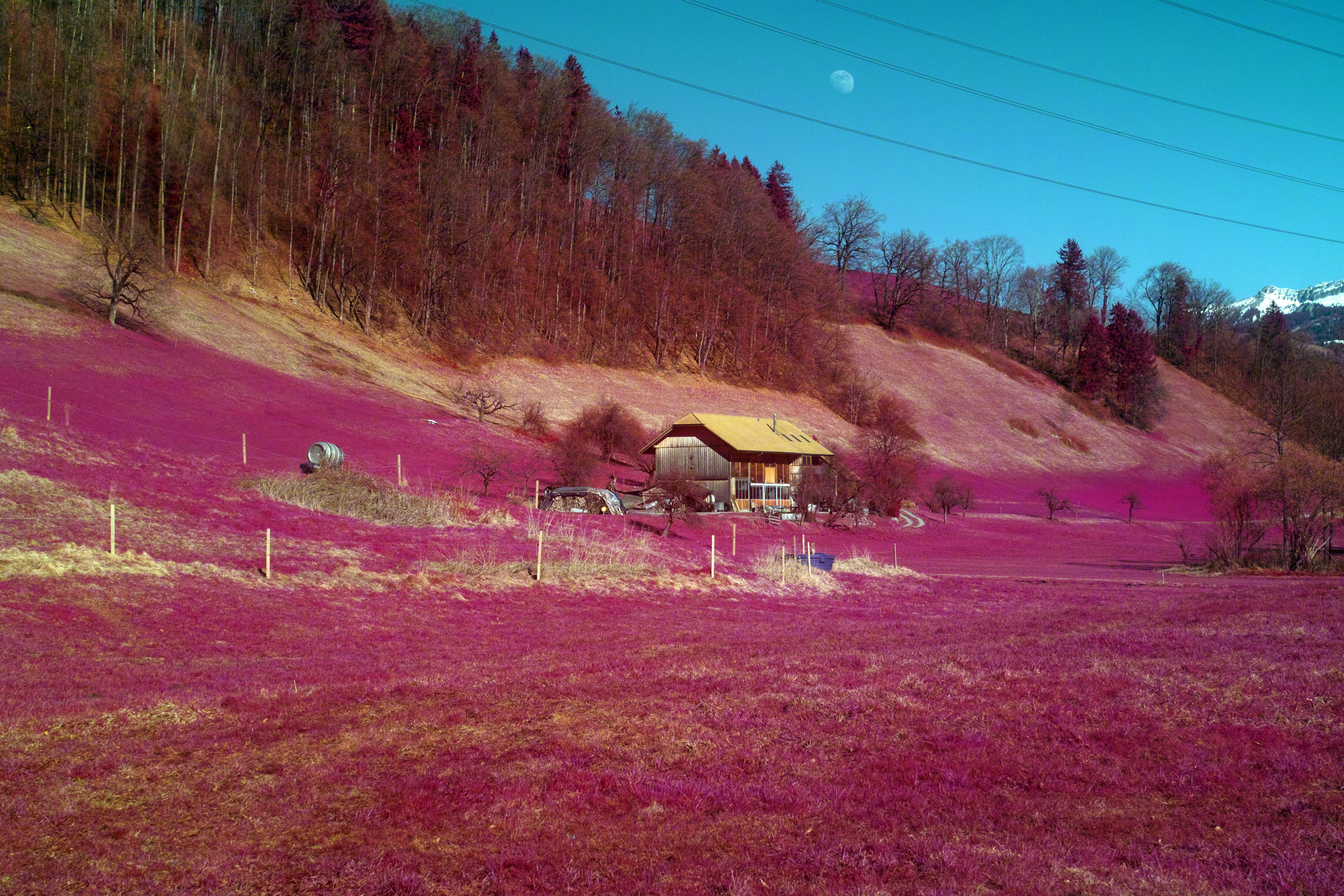 SD1 Aerochrome for Sale