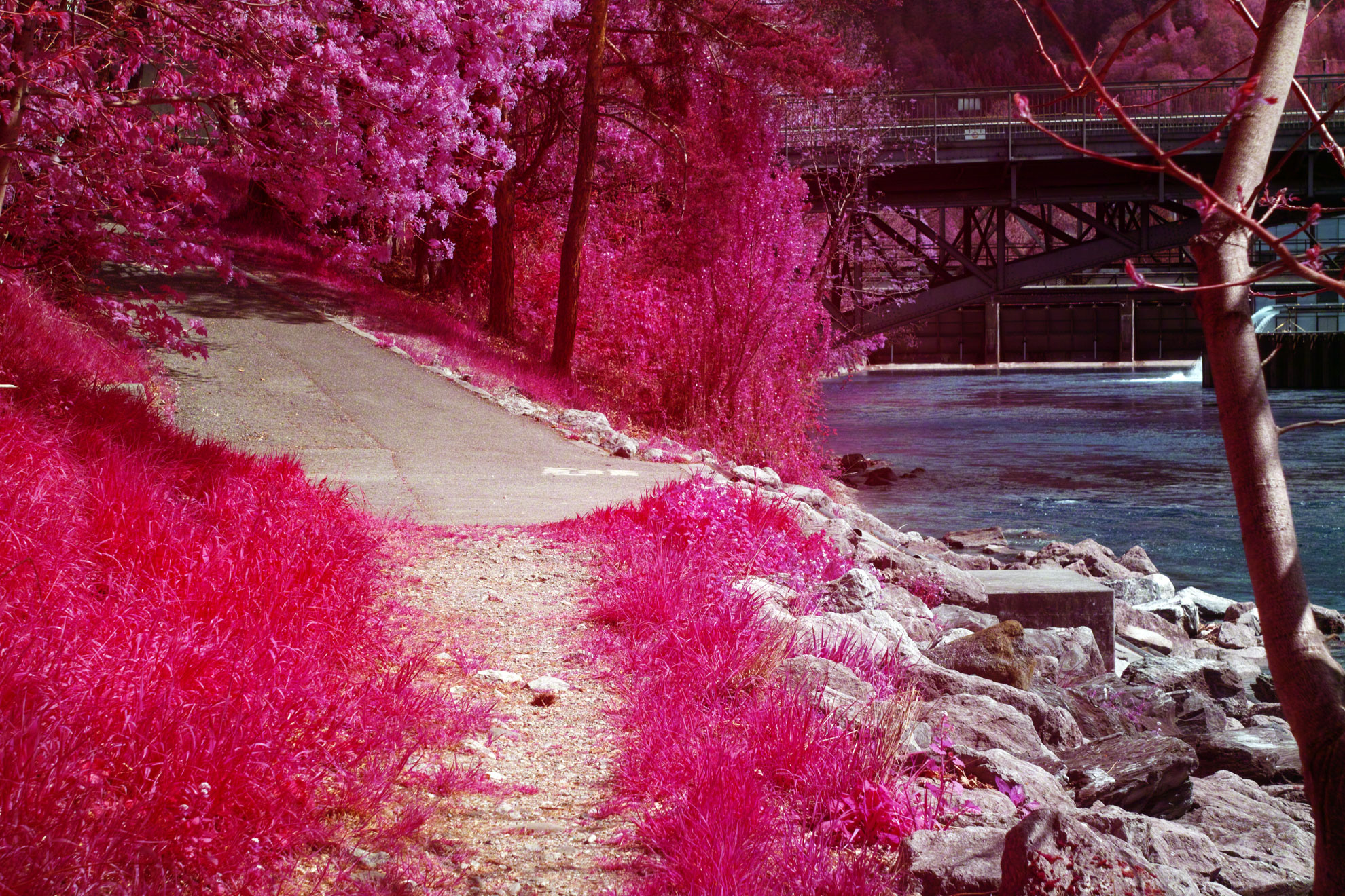 SD1 Aerochrome for Sale